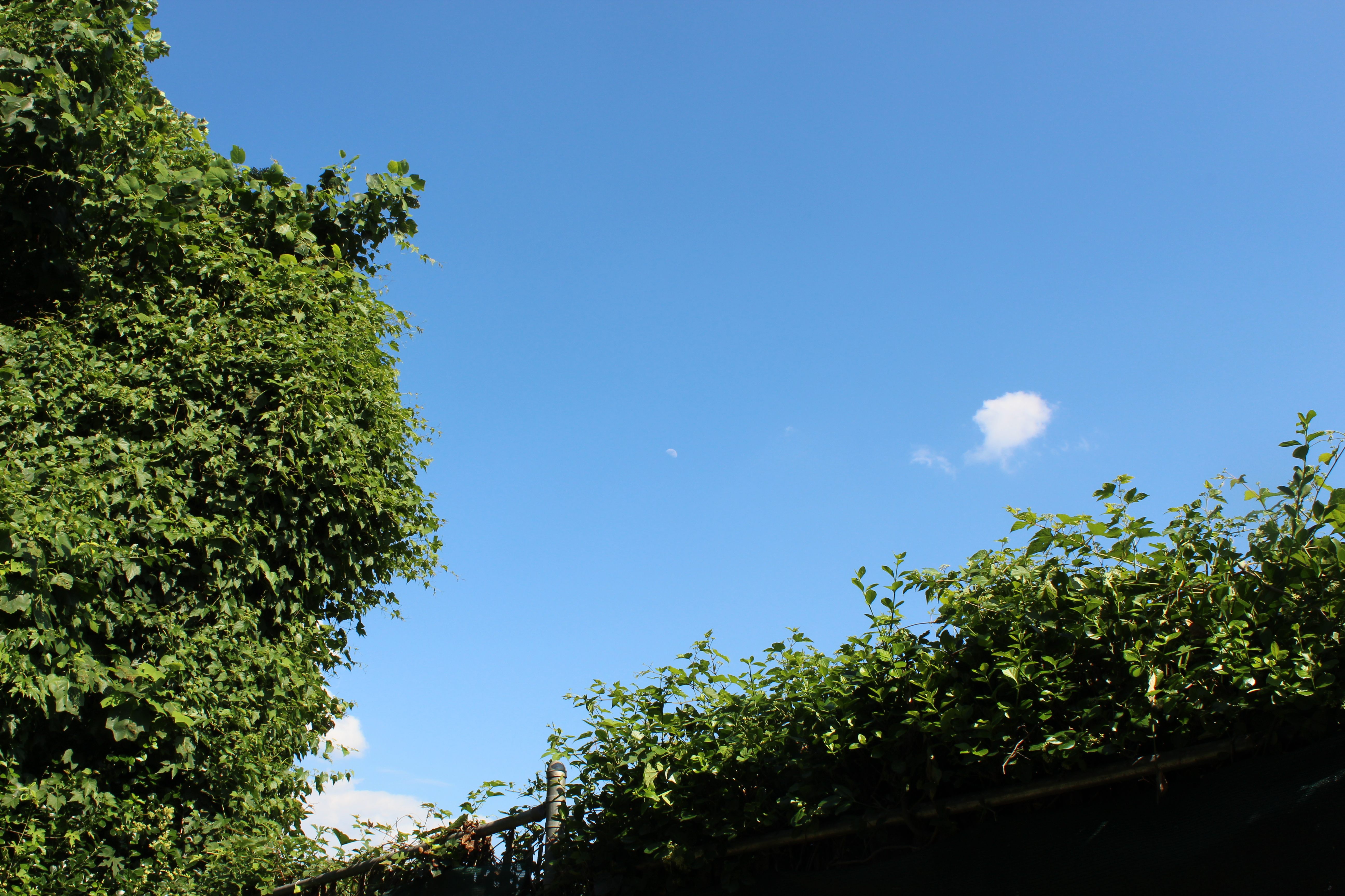 Astrophoto 54